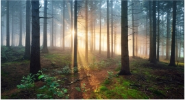 California_Wildfire_Innovation_Fund