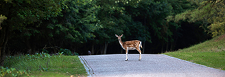 How to avoid animals on the road